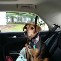 Wintergreen Animal Hospital ico