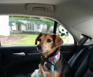 Wintergreen Animal Hospital