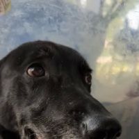 Tri County Veterinary Clinic ico