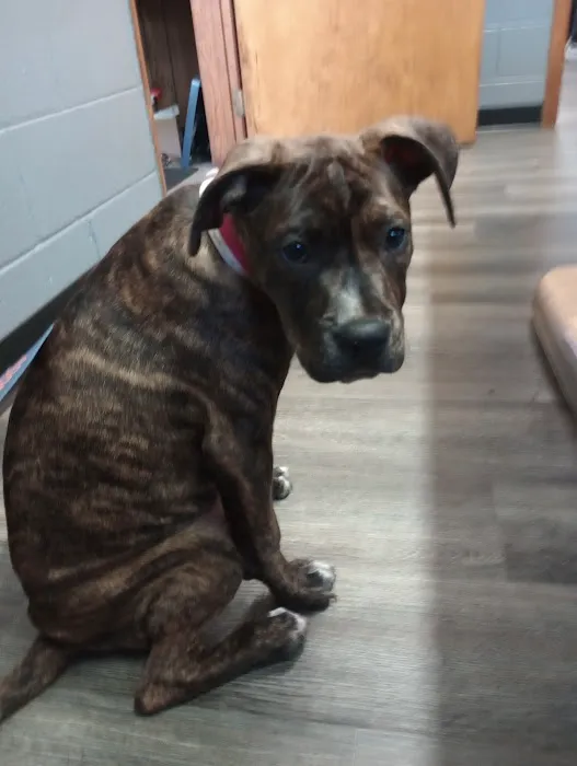 Tri County Veterinary Clinic 2