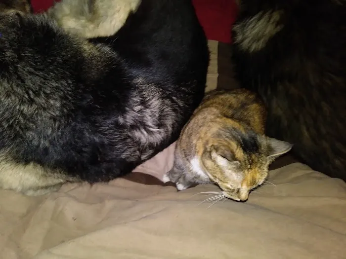 Skiatook Animal Clinic 3