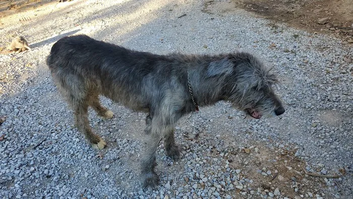 Skiatook Animal Clinic 2