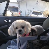 Skiatook Animal Clinic ico