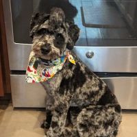 SAHO Skiatook Animal Hospital ico
