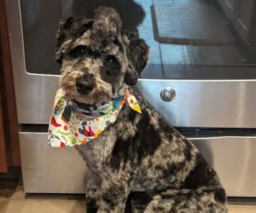 SAHO Skiatook Animal Hospital