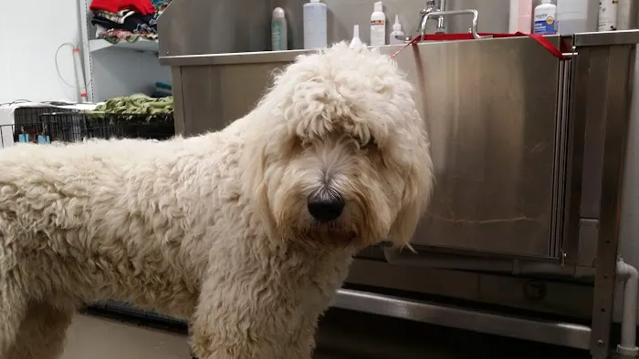SAHO Skiatook Animal Hospital 2