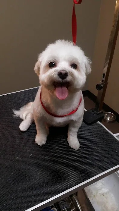 SAHO Skiatook Animal Hospital 3