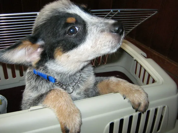 Valley Glen Veterinary Hospital 3