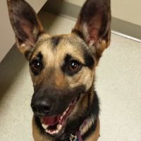 Valley Glen Veterinary Hospital ico