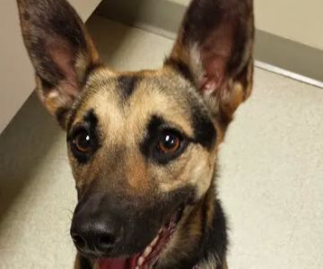 Valley Glen Veterinary Hospital