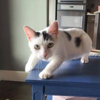 Good Shepherd Veterinary Hospital - Broken Arrow ico