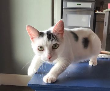 Good Shepherd Veterinary Hospital - Broken Arrow