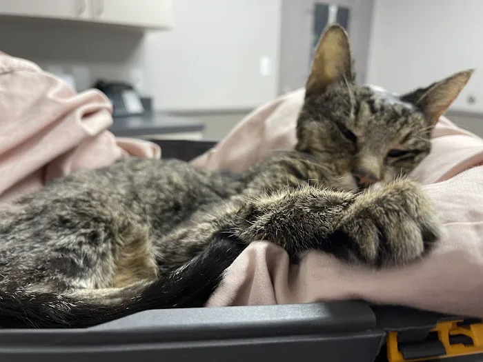 Good Shepherd Veterinary Hospital - Broken Arrow 3