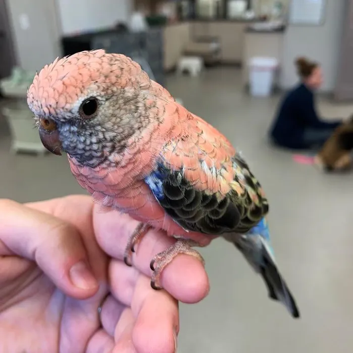 Good Shepherd Veterinary Hospital - Broken Arrow 10