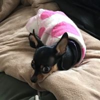 Banfield Pet Hospital ico