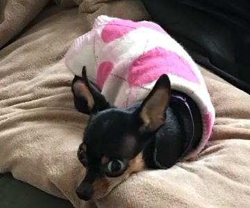 Banfield Pet Hospital