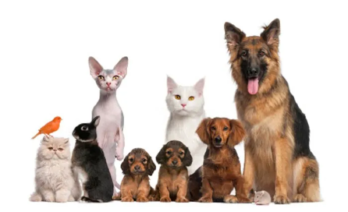 Mingo Road Veterinary Hospital 7