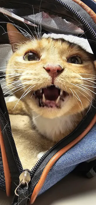 Tulsa Veterinary Specialists 1