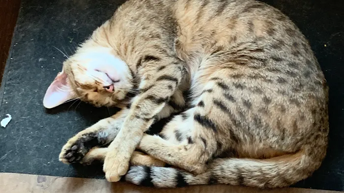A Savannah Named Cattery 6