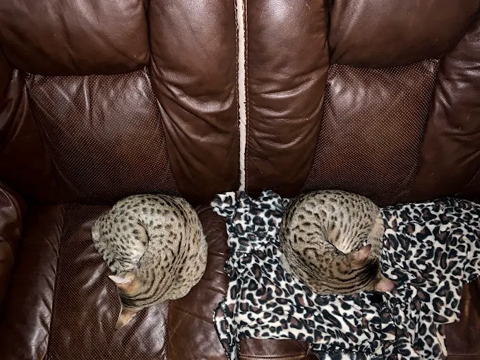 A Savannah Named Cattery 4