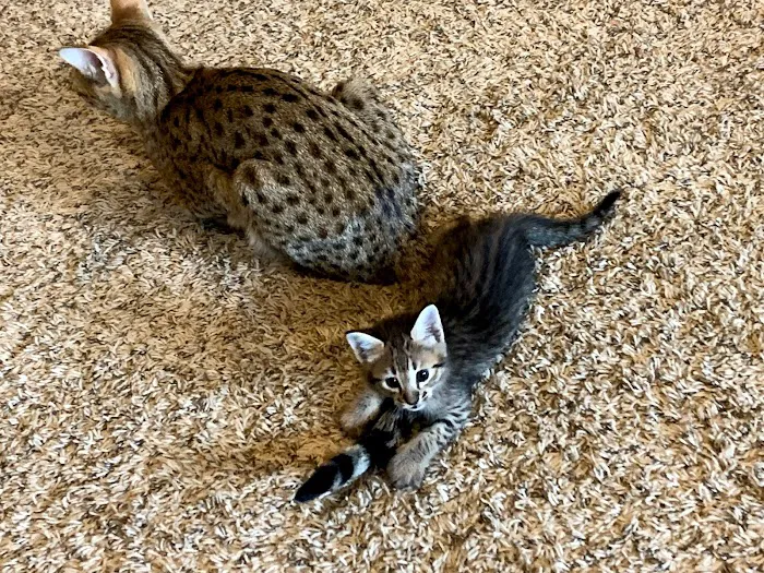 A Savannah Named Cattery 3