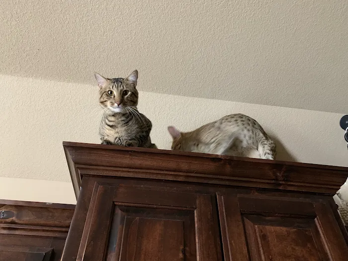 A Savannah Named Cattery 5