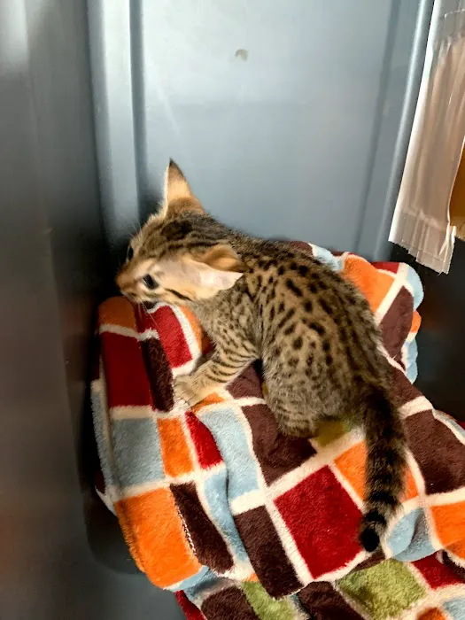 A Savannah Named Cattery 1