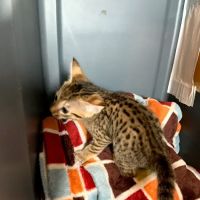 A Savannah Named Cattery ico