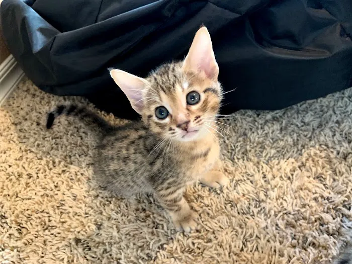 A Savannah Named Cattery 2