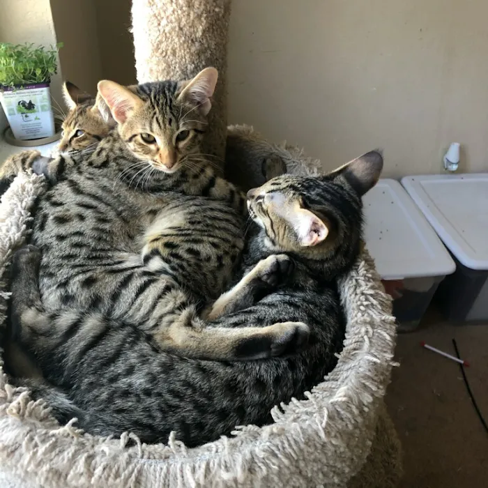 A Savannah Named Cattery 7
