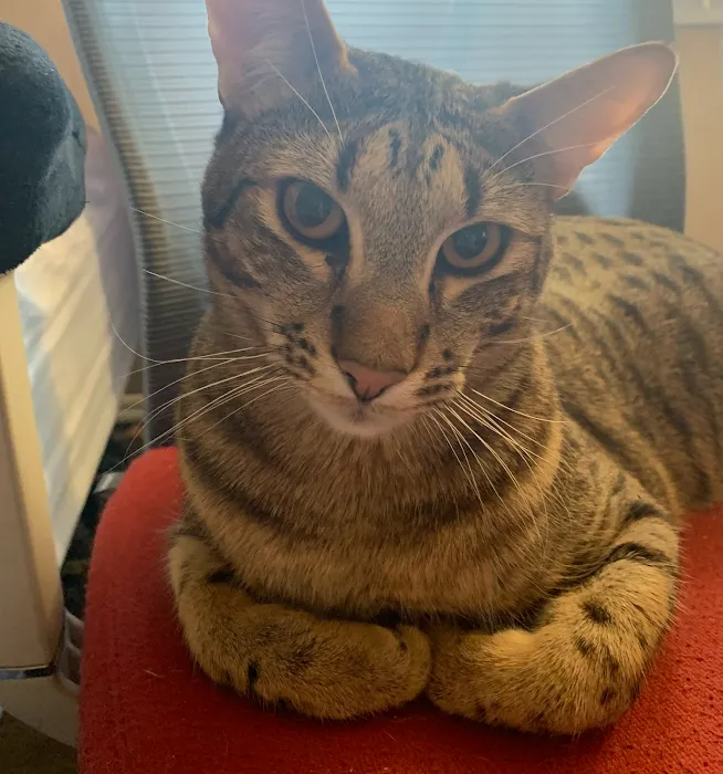 A Savannah Named Cattery 8