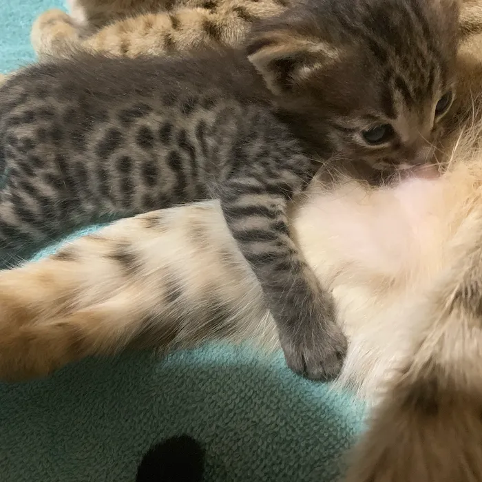 A Savannah Named Cattery 10