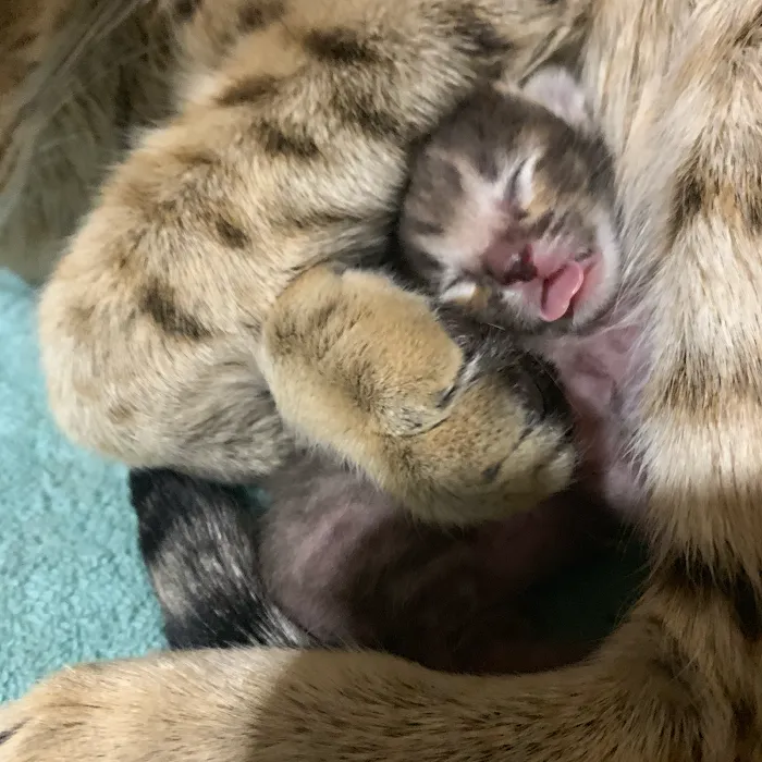 A Savannah Named Cattery 9