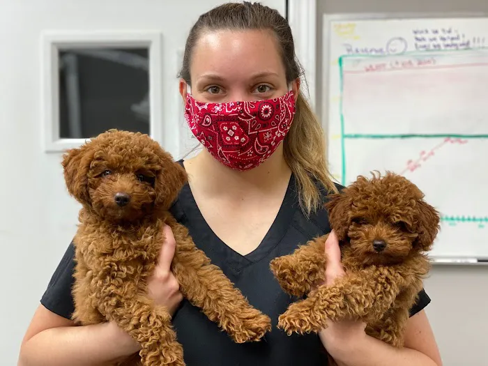 Premier Animal Wellness and Surgery 2