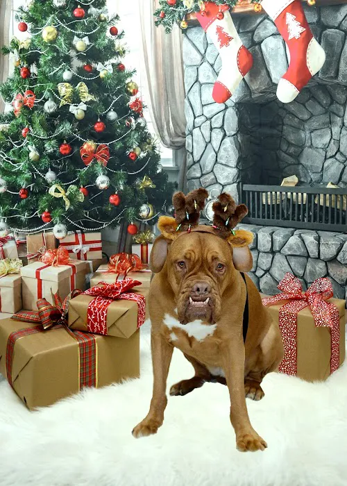 Premier Animal Wellness and Surgery 5