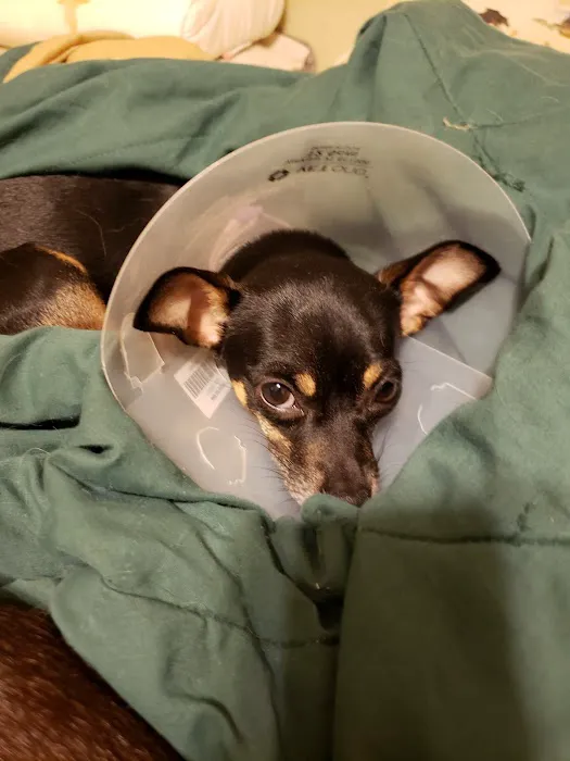 Indian Springs Veterinary Hospital 3