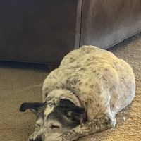 Broken Arrow Veterinary Hospital ico