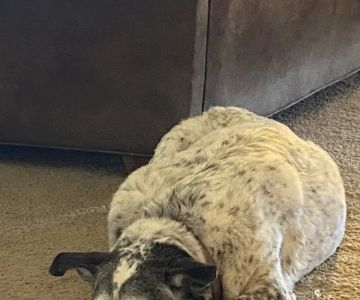 Broken Arrow Veterinary Hospital