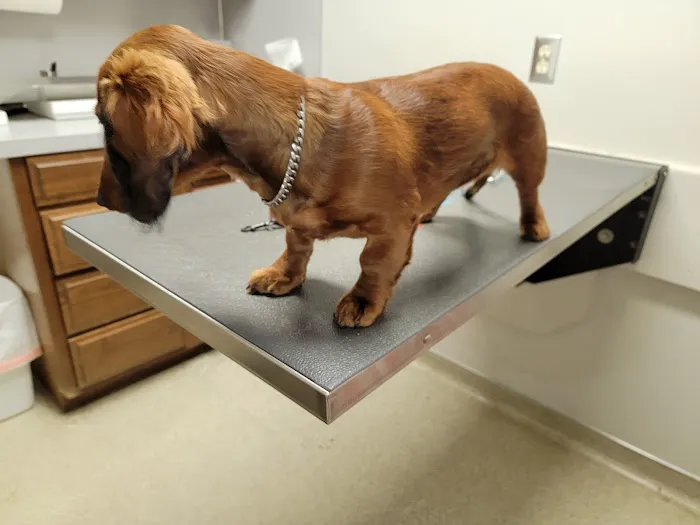 Broken Arrow Veterinary Hospital 5