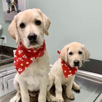 Avalon Veterinary Hospital ico
