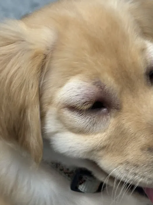 Village Vet Animal Clinic 6