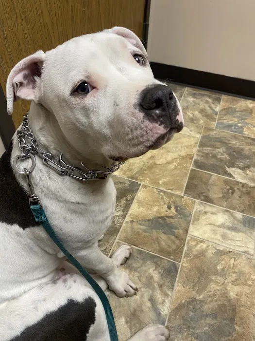 Village Vet Animal Clinic 10