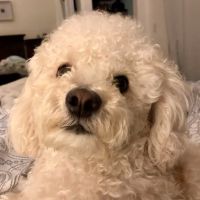 Midtown Veterinary Clinic ico