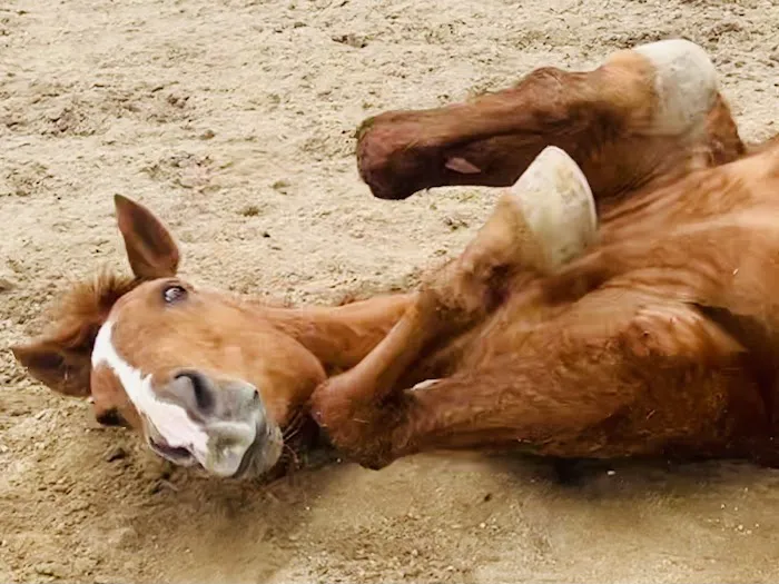 NENN Equine 8