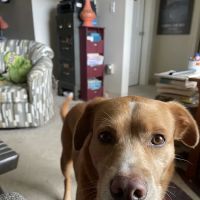 Naticook Veterinary Hospital ico