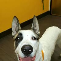 Banfield Pet Hospital ico