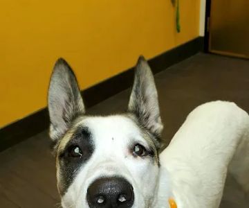 Banfield Pet Hospital
