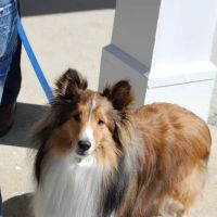 Hollis Veterinary Hospital ico