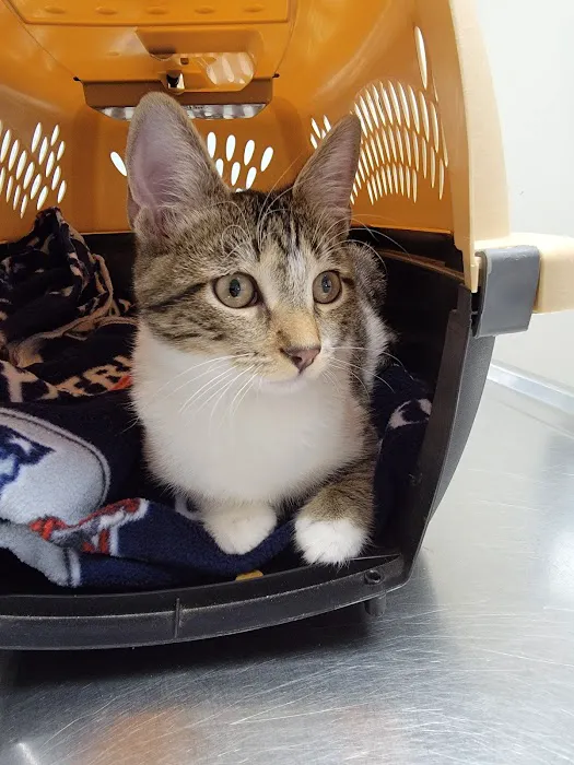 Merrimack Veterinary Hospital 1