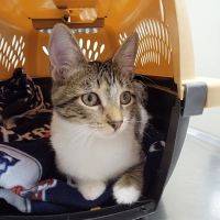 Merrimack Veterinary Hospital ico
